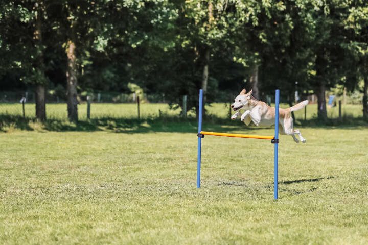TRIXIE Hunde-Trainingshürde Fun Agility